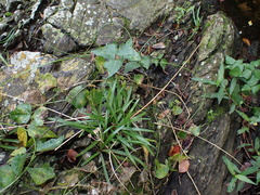 Tulbaghia maritima