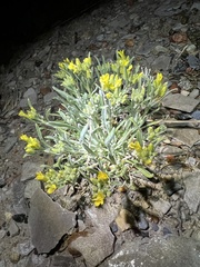 Physaria calcicola