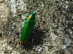 Chrysochroa fulminans