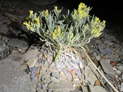 Physaria calcicola