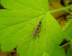 Xylomya simillima