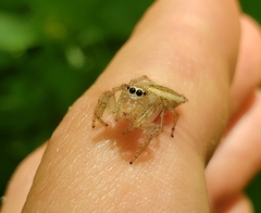Colonus puerperus