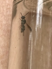 Parancistrocerus minimoferus