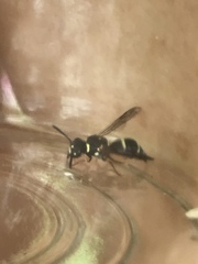 Parancistrocerus minimoferus