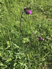 Cirsium rivulare