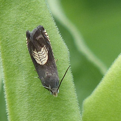 Grapholita tristrigana