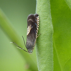 Grapholita tristrigana