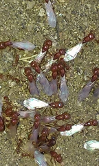 Solenopsis amblychila