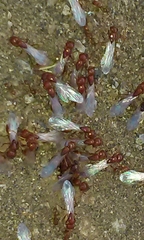 Solenopsis amblychila