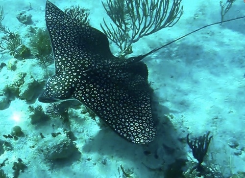 Spotted eagle ray