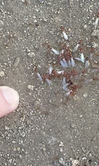 Solenopsis amblychila