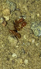 Solenopsis amblychila