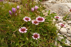 Erigeron alpinus