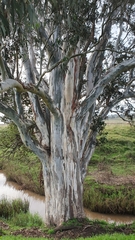 Eucalyptus amplifolia