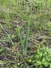 Gladiolus imbricatus