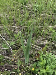 Gladiolus imbricatus