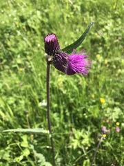 Cirsium rivulare