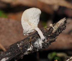 Clitocybe semiocculta