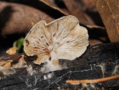 Clitocybe semiocculta