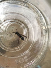 Parancistrocerus minimoferus