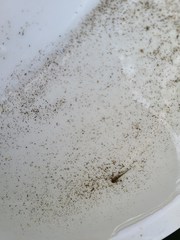 Ambystoma macrodactylum