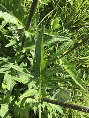 Cirsium rivulare
