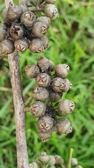 Eucalyptus amplifolia