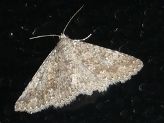 Lepidoptera