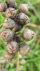 Eucalyptus amplifolia