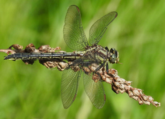Phanogomphus descriptus