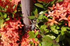 Argiope argentata