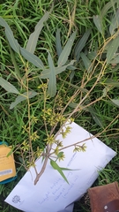 Eucalyptus amplifolia