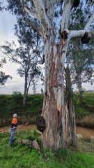 Eucalyptus amplifolia