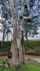 Eucalyptus amplifolia
