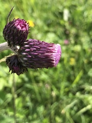 Cirsium rivulare