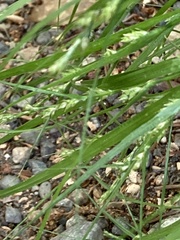 Carex gibba