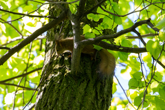 Sciurus vulgaris