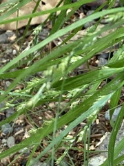Carex gibba