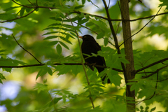 Turdus merula