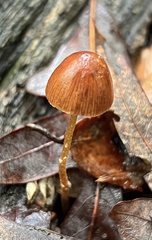 Conocybe velutipes