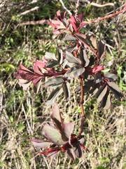 Rosa glauca