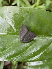 Ricania sublimata