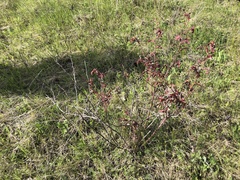 Rosa glauca