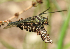 Phanogomphus descriptus