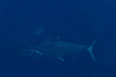 Scomberomorus commerson