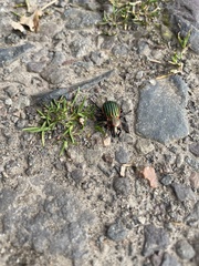 Carabus nitens