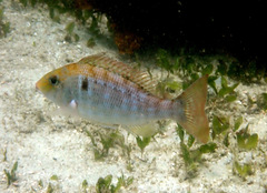 Lethrinus genivittatus