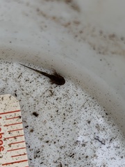 Ambystoma macrodactylum