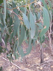 Eucalyptus macrorhyncha macrorhyncha
