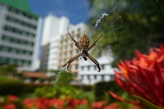 Argiope argentata